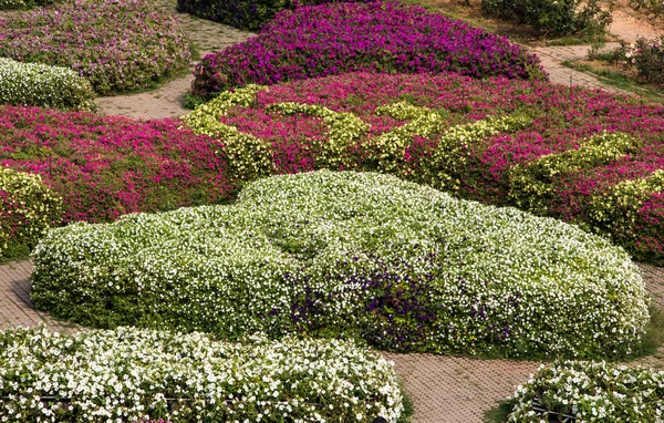 Petunia jardin de fleurs — Photo