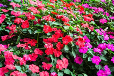Impatiens - çiçek halı arka plan