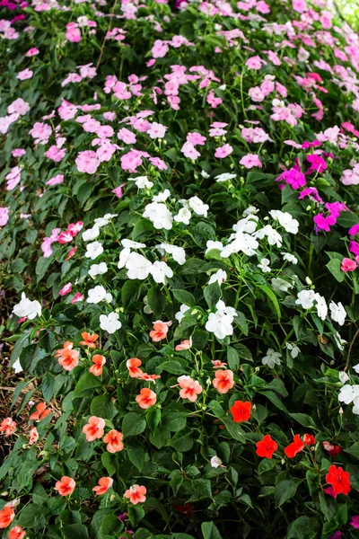 Impatiens - fundo tapete de flores — Fotografia de Stock