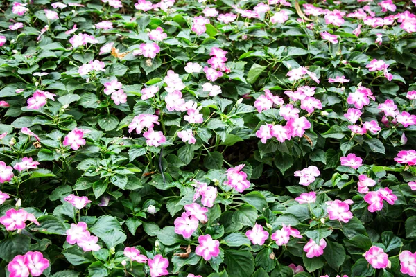 Impatiens - fondo de alfombra de flores — Foto de Stock