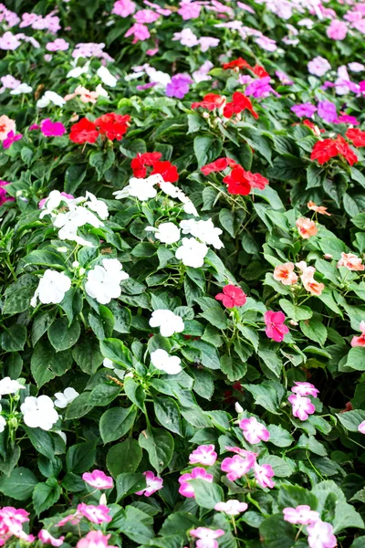 Impatiens - fundo tapete de flores — Fotografia de Stock