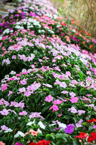 Impatiens - fundo tapete de flores — Fotografia de Stock