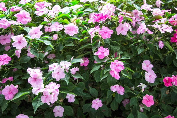 Impatiens - bloem tapijt achtergrond — Stockfoto