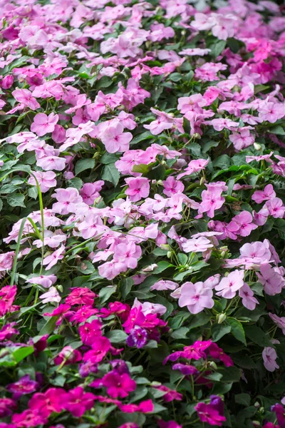 Impatiens - flower carpet background — Stock Photo, Image