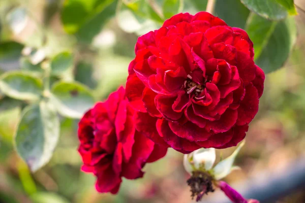 Rosa roja en la rama —  Fotos de Stock