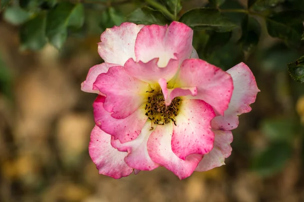 Hermosa rosa rosa con hoja verde — Foto de Stock