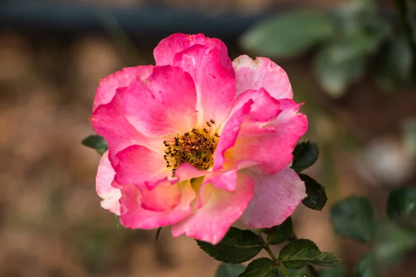 Rosa bonita rosa com folha verde — Fotografia de Stock