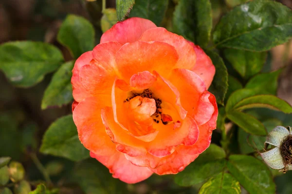 Апельсиновая красивая роза, растущая в саду — стоковое фото