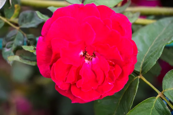 Rose in herfst tuin — Stockfoto