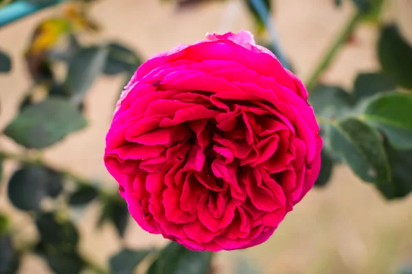 Rose in autumn garden — Stock Photo, Image