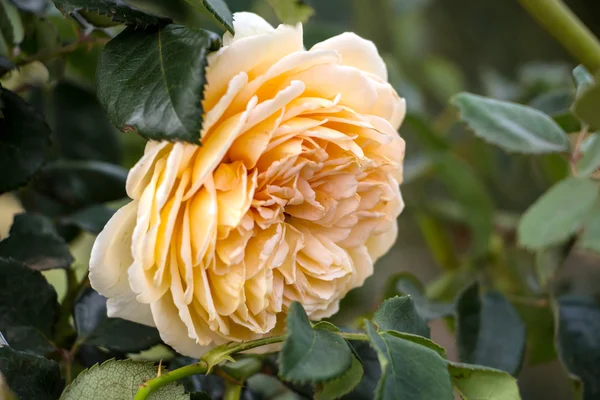 Róża w jesień ogród — Zdjęcie stockowe