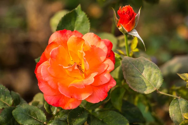 Rose i høsthagen – stockfoto