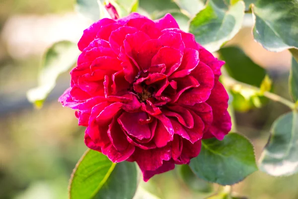 Rosa roja en un jardín —  Fotos de Stock