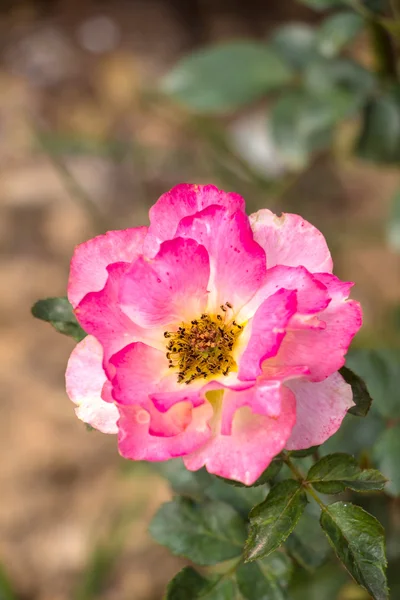 Rose in autumn garden — Stock Photo, Image