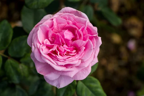 Pink rose — Stock Photo, Image