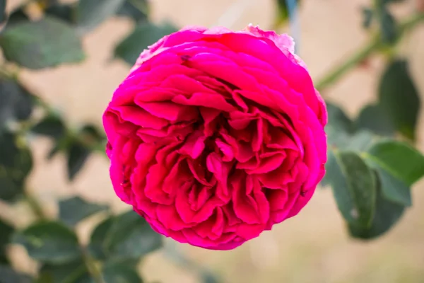 Červená růže v zahradě — Stock fotografie