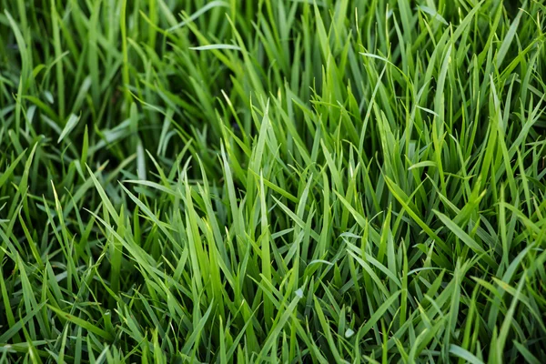 Green grass background — Stock Photo, Image