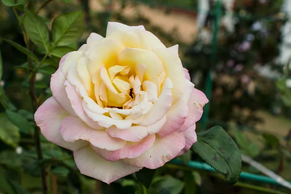 Rosa en el jardín de otoño —  Fotos de Stock