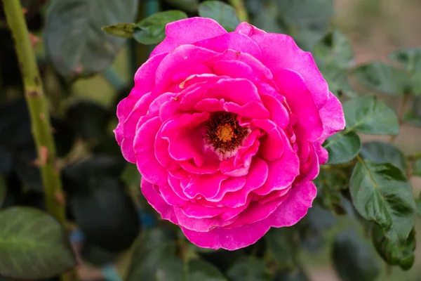 Rosa no jardim de outono — Fotografia de Stock