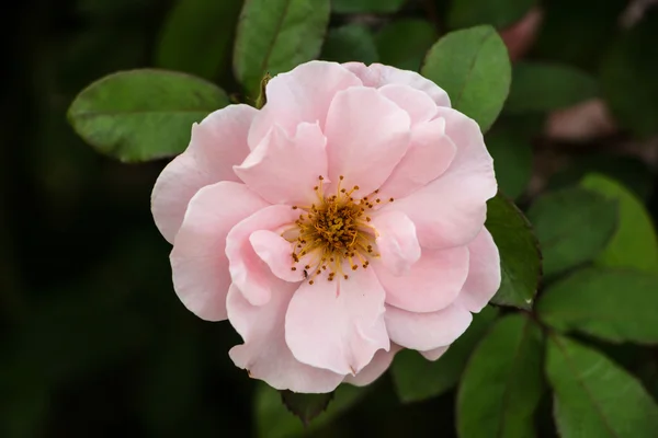 Hermosas flores de rosas en un jardín —  Fotos de Stock