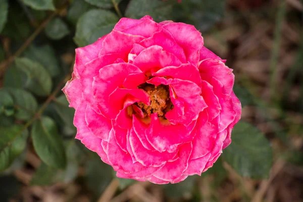 Mooie roze bloemen in een tuin — Stockfoto