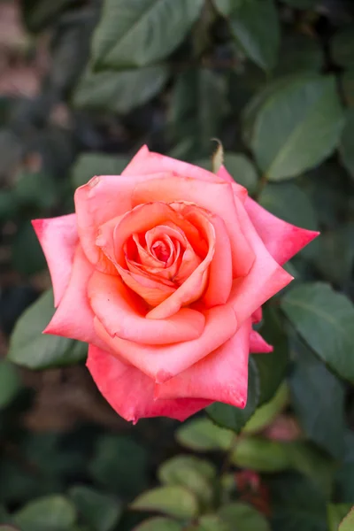 Mooie roze bloemen in een tuin — Stockfoto