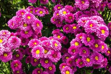 güzel kasımpatı çiçekleri