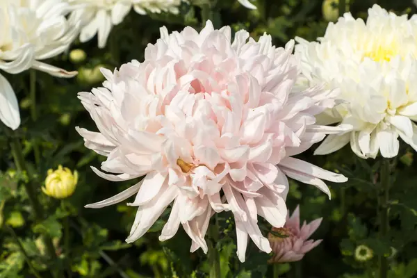 Chrysanthemum flowers — Stock Photo, Image