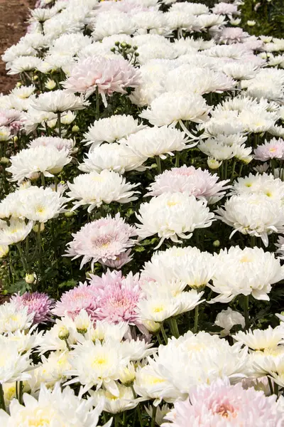 Chrysanthemenblüten — Stockfoto