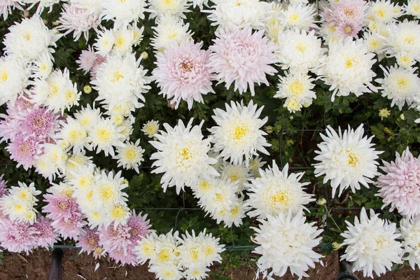 Crisantemos blancos — Foto de Stock