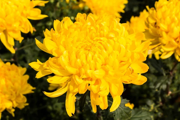 Gele chrysanten bloemen — Stockfoto