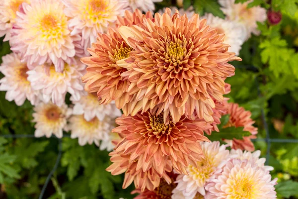 Hermosas flores de crisantemo —  Fotos de Stock