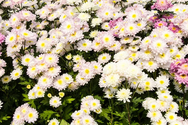 Chrysanthemum flowers — Stock Photo, Image