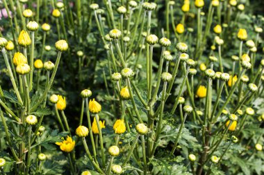 güzel kasımpatı çiçekleri