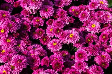 güzel kasımpatı çiçekleri