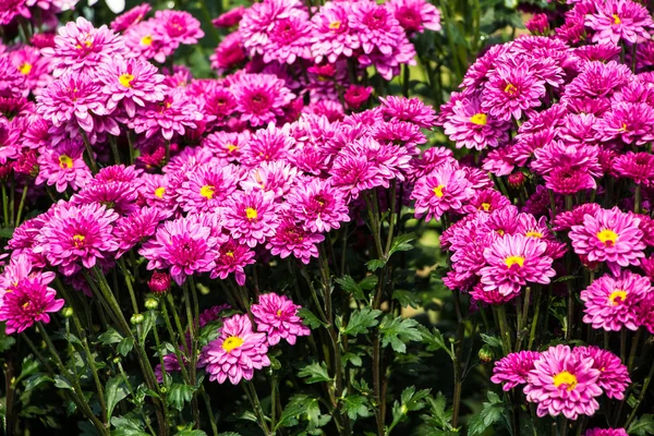 Chrysanthemum flowers — Stock Photo, Image