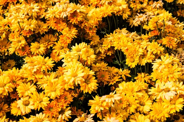 Gelbe Chrysanthemen blühen — Stockfoto