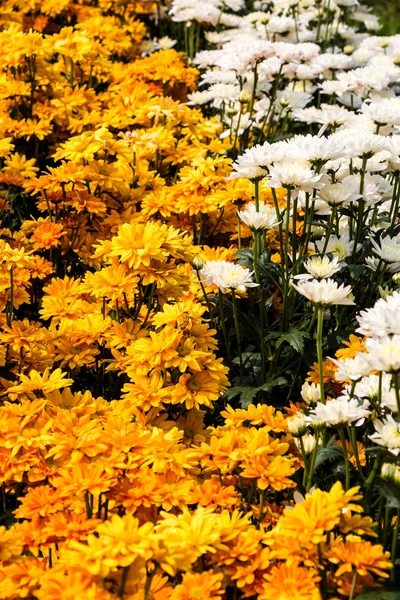 Belles fleurs de chrysanthème — Photo