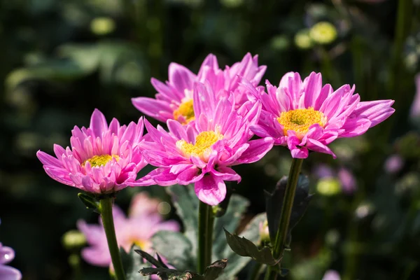 Schöne Chrysanthemenblüten — Stockfoto