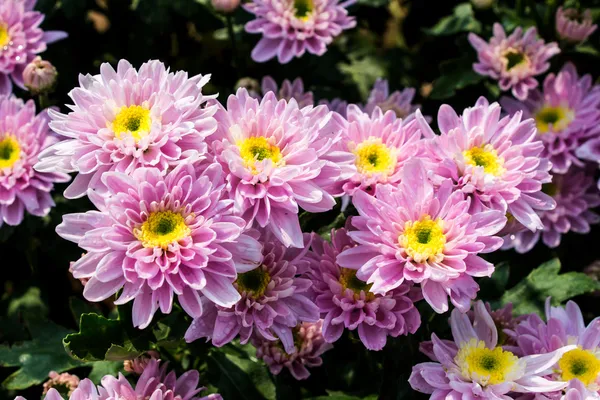 Belles fleurs de chrysanthème — Photo