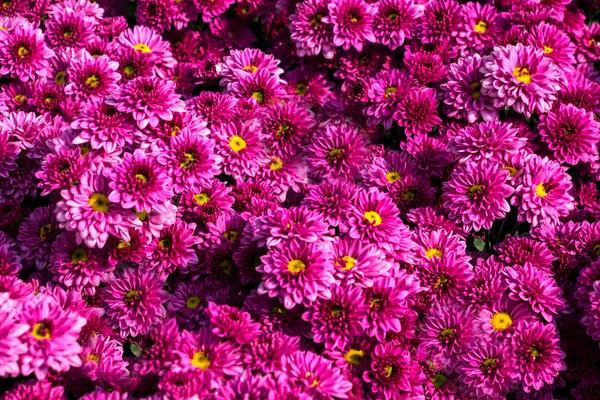 Vackra chrysanthemum blommor — Stockfoto