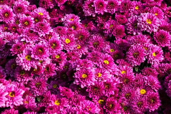 Lindas flores de crisântemo — Fotografia de Stock