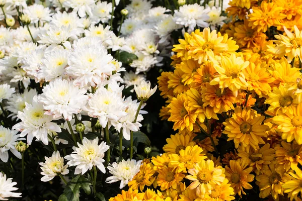 Colorful flowers — Stock Photo, Image