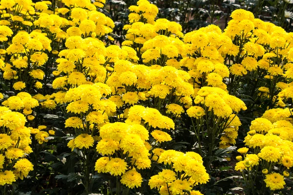 Flores de crisantemos amarillos —  Fotos de Stock