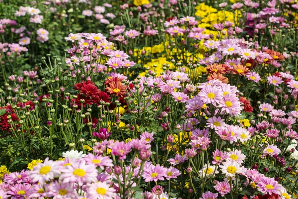 Chrysanthemum farm  in Wang Nomkiaw — Stock Photo, Image