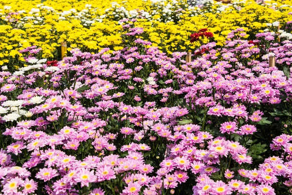 Chrysanthemum farm  in Wang Nomkiaw — Stock Photo, Image