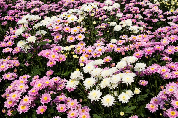 Chrysanthemum farm  in Wang Nomkiaw — Stock Photo, Image