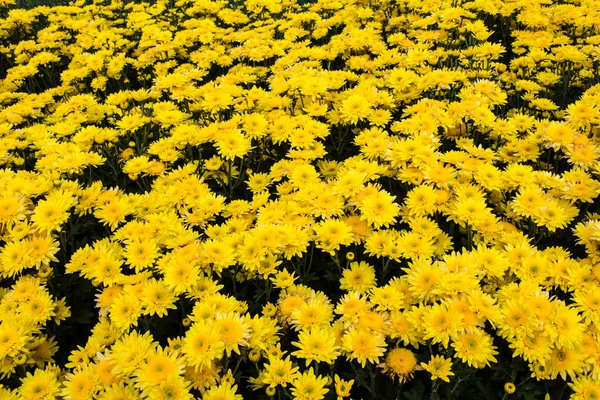 Yellow chrysanthemums flowers — Stock Photo, Image