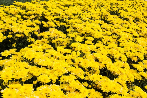 Gelbe Chrysanthemen blühen — Stockfoto