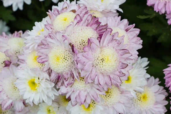 Chrysanthemum gård i wang nomkiaw — Stockfoto